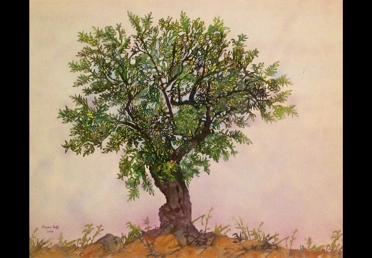 Cultivated OliveTree